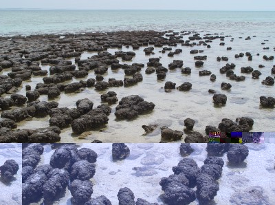 Stromatolites_in_Sharkbay.jpg